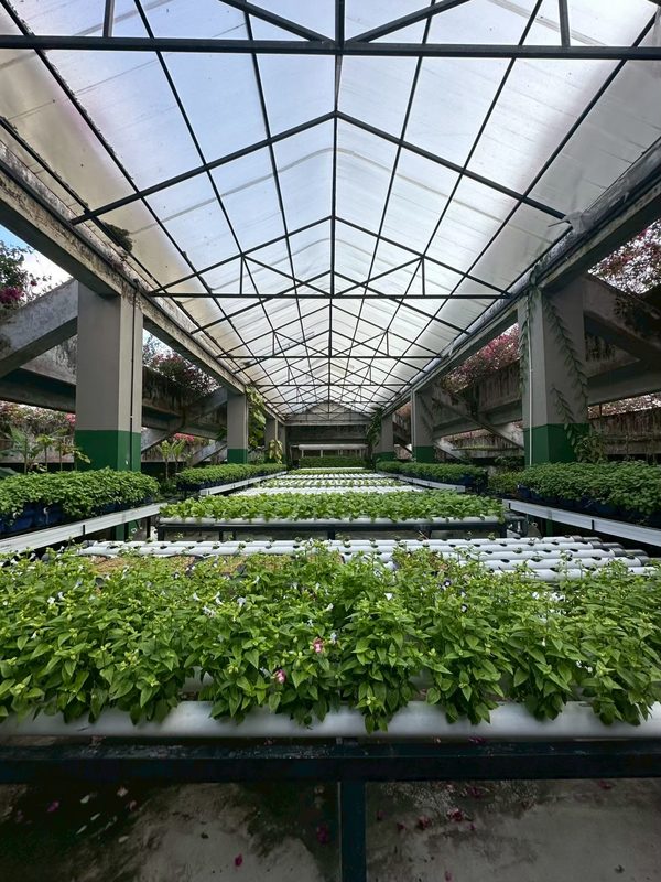 ホテルの屋上菜園